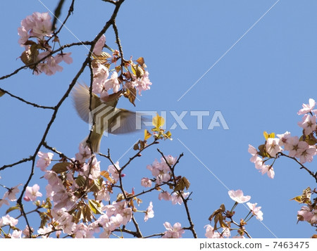 Sandimusikui in Ezo Yamazakura Sandimusikui in Ezo Yamazakura 7463475