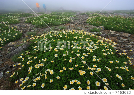 Tingleuma of Northern Alps · Sanumata Rikkaku Dake Tingleuma of Northern Alps · Sanumata Rikkaku Dake 7463683