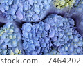  hydrangea 7464202