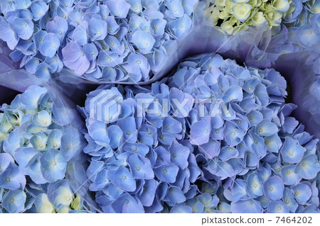 hydrangea hydrangea 7464202