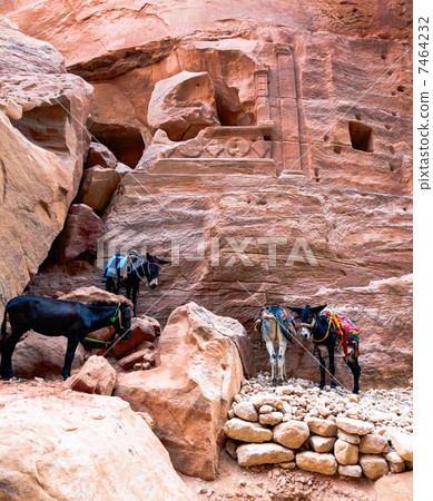 Donkeys at Petra Donkeys at Petra 7464232