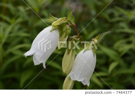White fireflies 7464377