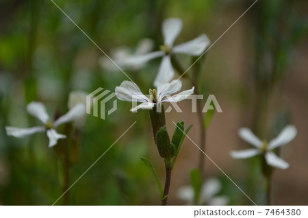 Arugula flowers Arugula flowers 7464380