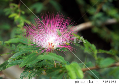 Nemunoki花　 7464463