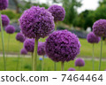 Purple round flower 7464464