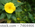 Yellow flower 7464466