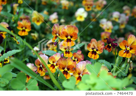 Viola Orange 7464470
