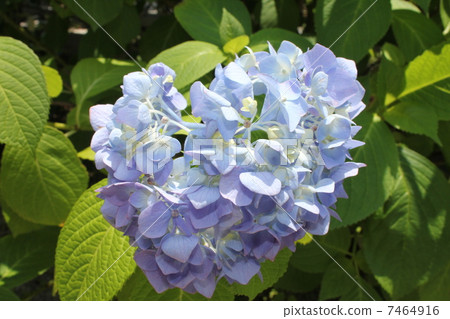 Hydrangea 2 Hydrangea 2 7464916
