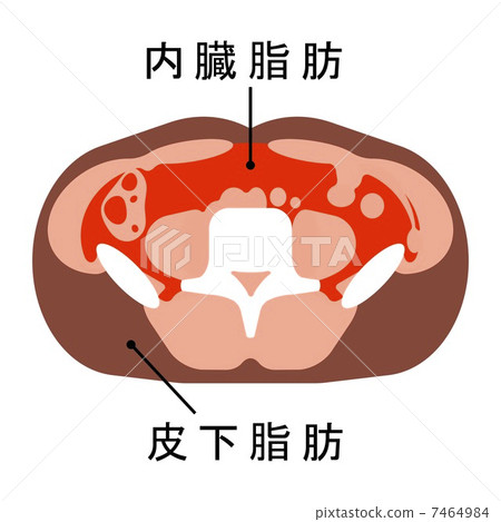 Visceral fat and subcutaneous fat 7464984