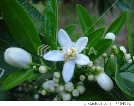 Iyokan's flower 7464992