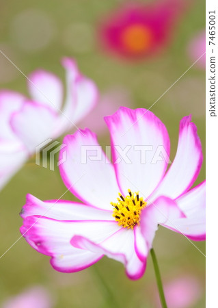 Cosmos "Picotie" Cosmos "Picotie" 7465001