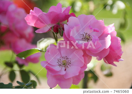 安吉拉 安吉拉 7465060