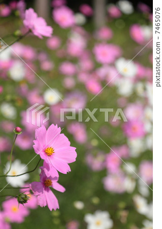  宇宙領域 7465076