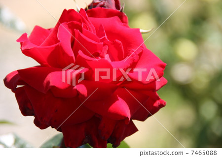 英格麗德伯格曼 7465088