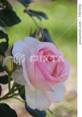 皮埃爾德龍薩爾 皮埃爾德龍薩爾 7465092