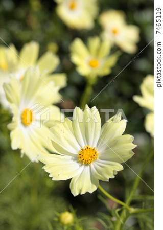 Cosmos "Yellow campus" 7465119