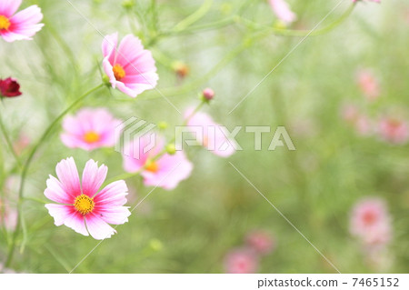 Cosmos "Day Dream" 7465152