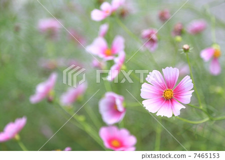 Cosmos "Day Dream" Cosmos "Day Dream" 7465153