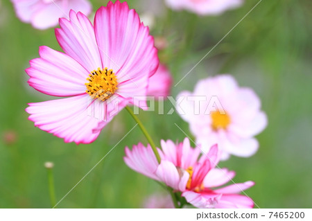 Cosmos "Red Illusion" 7465200