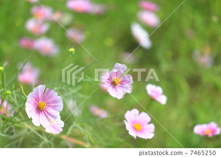 Cosmos "Day Dream" 7465250