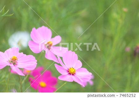 Cosmos "Sensation" 7465252