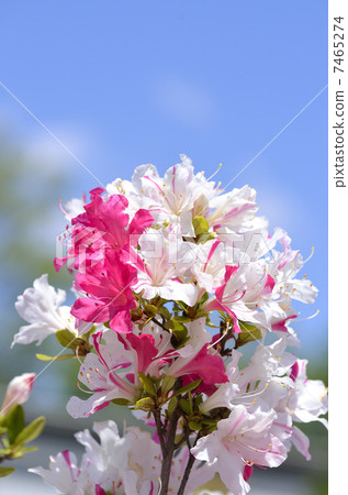 Azalea Azalea 7465274