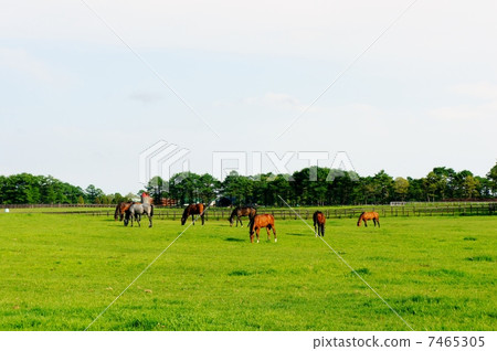 Horses in Hokkaido 7465305
