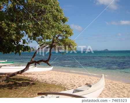 Shade of tree Shade of tree 7465323