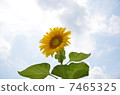 Sunflower 7465325