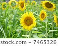 Sunflower 7465326