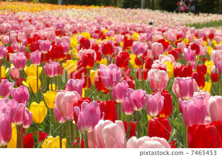 瀧野suzuran山坡公園鬱金香 7465453