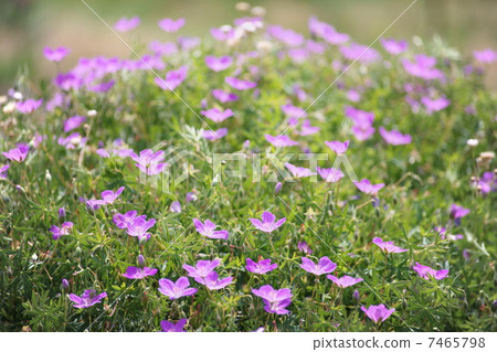 Frozou Frozou 7465798