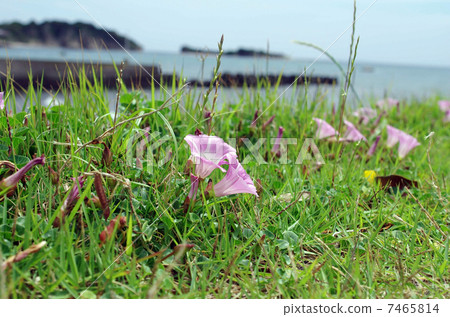 Beach beach (Hamahirugao) 7465814