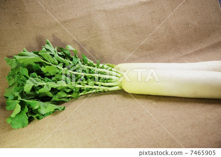 冬季蔬菜·2片葉子·亞麻袋背面水平位置 7465905