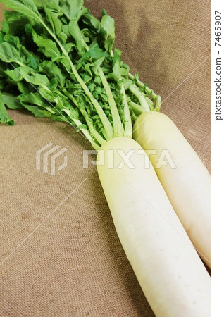 冬季蔬菜·葉子蘿蔔2葉子在上側·Azabu背部垂直位置上坡 7465907