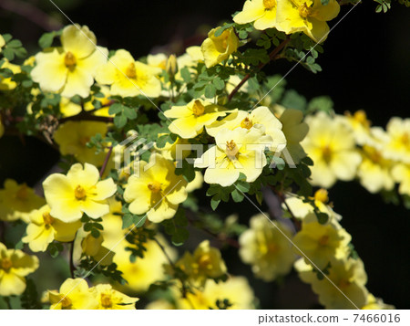Canary Bird Canary Bird 7466016