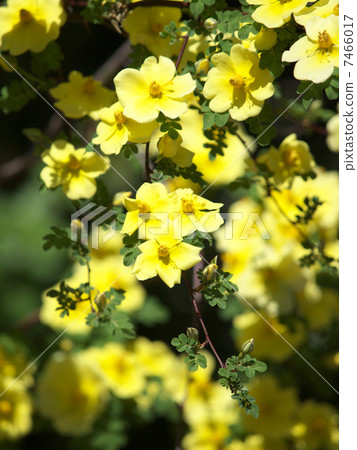 Canary Bird Canary Bird 7466017