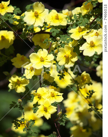 Canary Bird Canary Bird 7466018