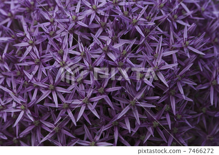 偉大的蔥屬 7466272