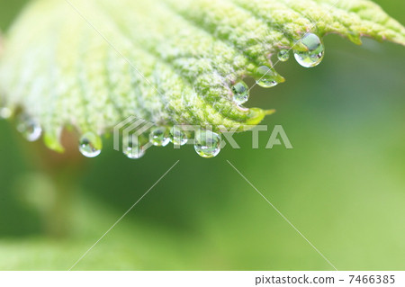 Shimizu of a grape 7466385