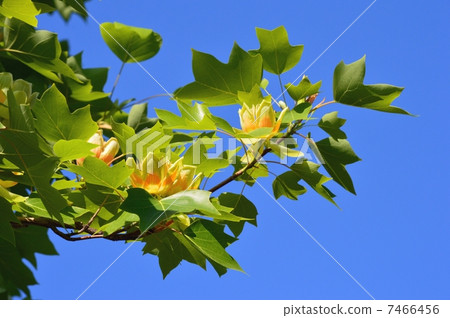 尤里樹花 7466456