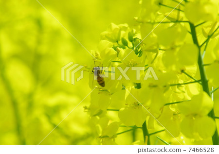 Rape blossoms 7466528