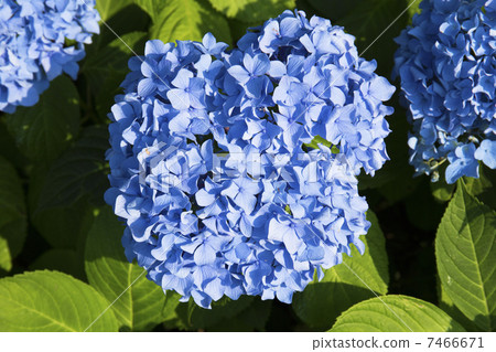  繡球 7466671