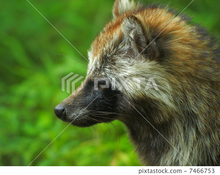 The profile of a raccoon The profile of a raccoon 7466753