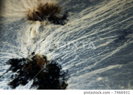 真菌膜 真菌膜 7466931