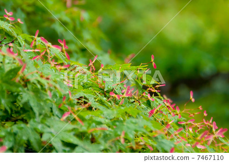 楓樹和紅色水果 7467110