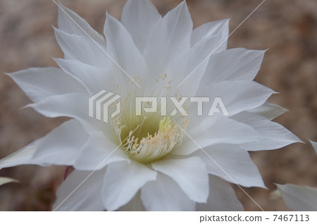 Cactus flower up 7467113