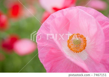 春天的花朵 春天的花朵 7467151