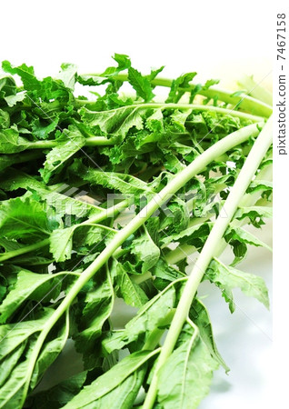Leaves background material · Radish leaves · White back vertical position up 7467158