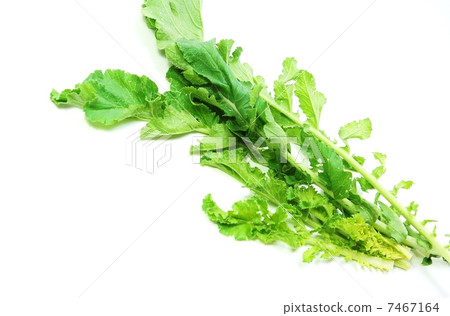 留下背景材料·葉子裡面蘿蔔葉子·白色後面橫向位置 7467164